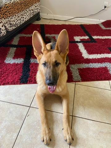 German Shepherd – Simba pure German shepherd