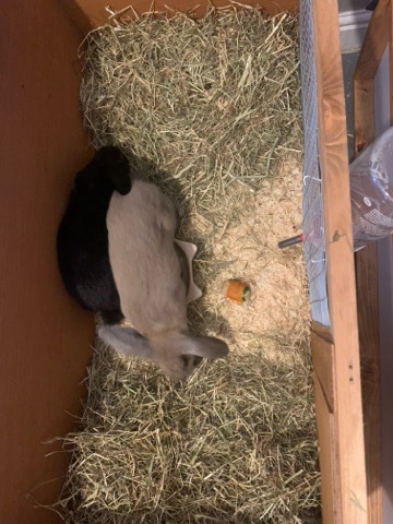 English Lop – rabbit