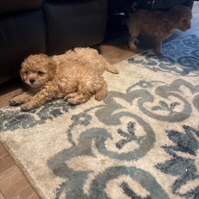 Others - Poochon Puppies due to be born 4/1/25 available for adoption in Phoenix