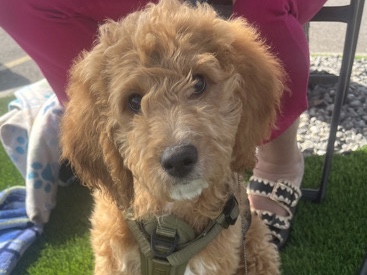 Goldendoodle – Puppy Goldendoodle (female) – Provo