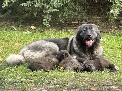 Caucasian Shepherd Dog – Caucasian Shepherds/