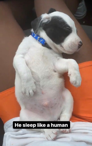 Pit/Lab Mix