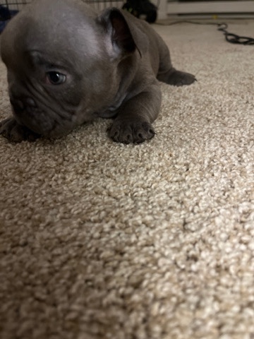 8weeks on Feb 20th micro bully