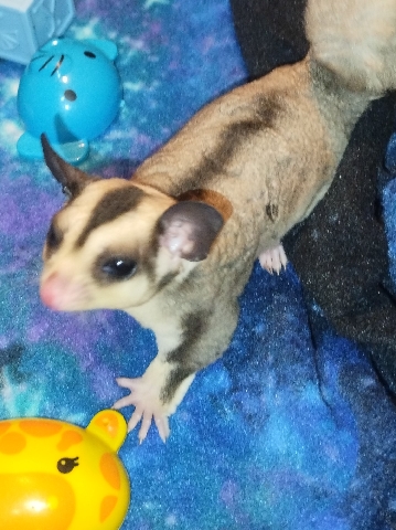 looking for their forever home