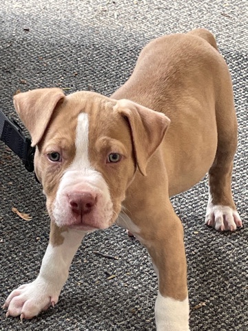 American Staffordshire Terrier – Pitbull puppy