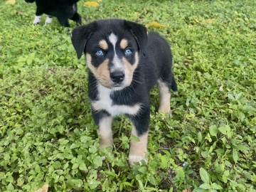 Australian Shepherd β Menace π€