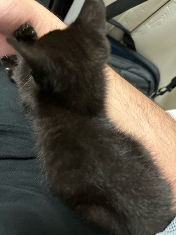 Black kitten 