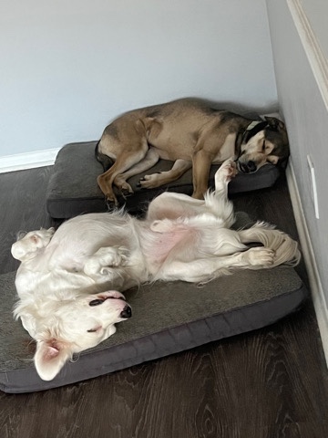 dogs rehome
