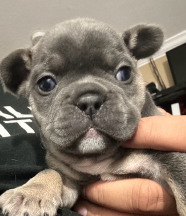 French Bulldog – Frenchies avaliable males & females
