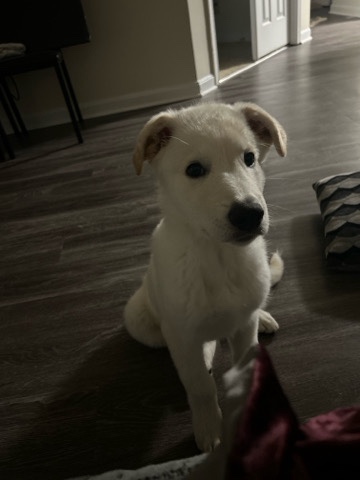 German Shepherd – Dog for sale