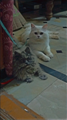 Persian (Modern) – breeding pair