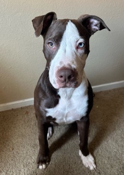 American Pit Bull Terrier – pitbull