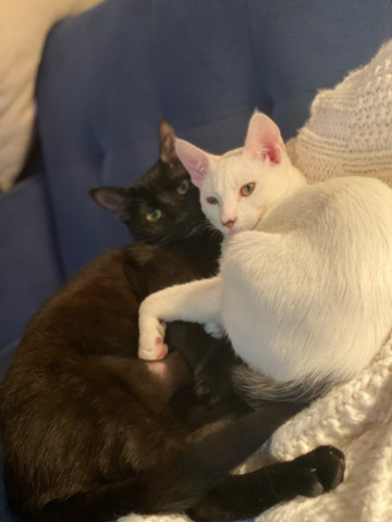 ghost and Salem