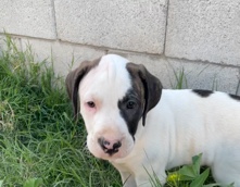 Pitbull/Boxers 12 weeks!