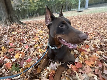 Looking to Re Home Doberman 