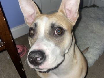 American Pit Bull Terrier – American pit terrier – Fall River