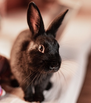Mini Satin – rabbit