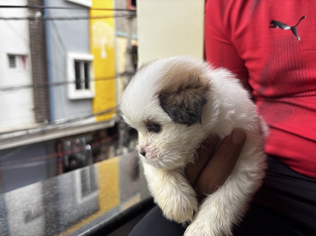 Shih Tzu – Adorable Shih Tzu Puppy for Sale – 42 Days Old in Hyderabad – Hyderabad