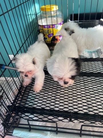 Shih Tzu – Shihtzu Male Puppies