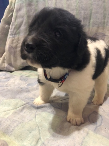 Newfoundland – Newfoundland puppies