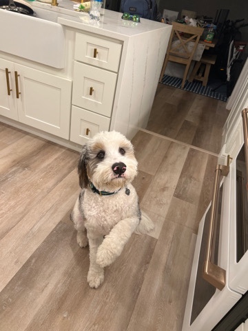 Bernese Mountain Dog – Mini Bernedoodle