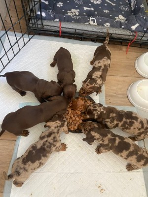Dachshund - Smooth hair dachshund puppies available for adoption in London