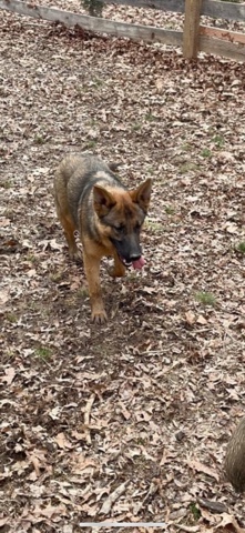 German Shepherd – Fury