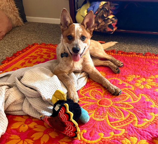 Australian Cattle Dog – Red Heeler Pup