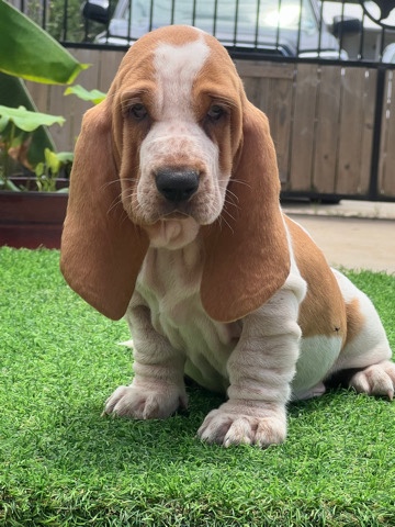 European basset hounds puppies 👀🏡🏡