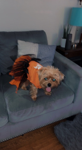 Yorkshire Terrier – Female Yorkie
