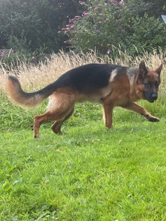 Old German Shepherd Dog – fci registered German shepherd male