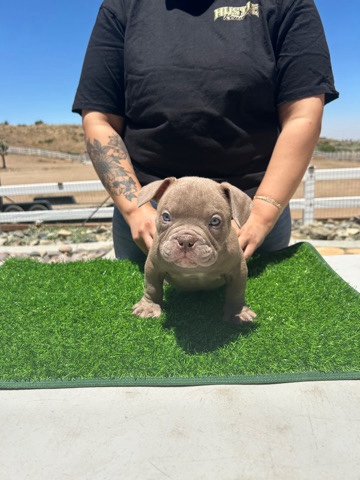 American bully puppies