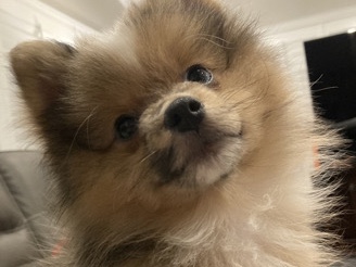 Pomeranian – Merle Pomeranian Puppy – San Dimas