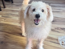 Schnoodle – Sammy the schnoodel – San Antonio