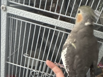 Hand tamed female cockatiel rehome