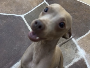 I am looking for a family! – Lewisville