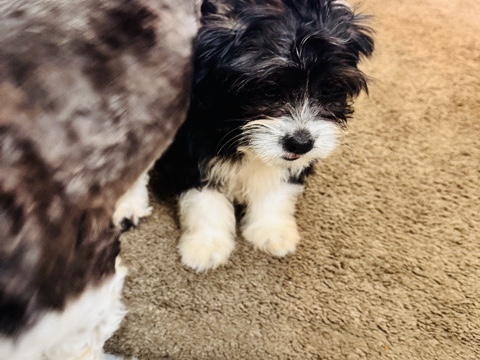 Shih Tzu – I just got another puppy my other animals don’t seem to get along with it – Junction City