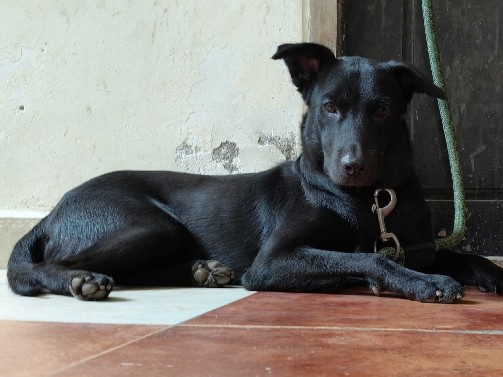 Mixed Breed – Simba (lab + indie mix) – Hyderabad