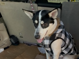 Rat Terrier – REHOME**** – Rock Hill