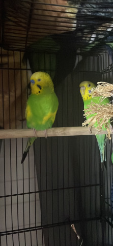 rehoming parakeets