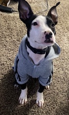 Chico