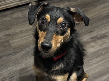Alaskan Klee Kai – Loving Dog – San Antonio