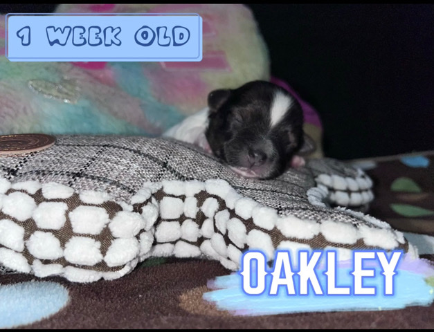 Purebred AKC Havanese Puppies