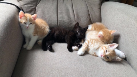 American Shorthair – Katzenbabys