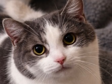American Shorthair – Venus gets along with cats, dogs and kids – Lake Station