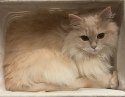 Persian (Modern) – Persian mixed cat for sale