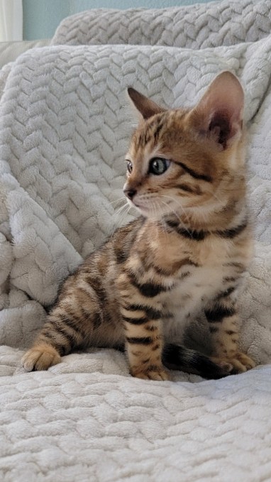 Bengal – Bengal kittens