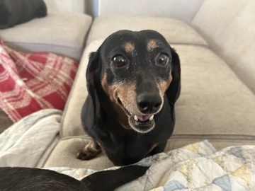 Dachshund – Maddie 💕 Mini Dauschund – San Juan Capistrano