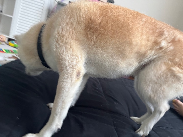 shiba inu 11 years old
