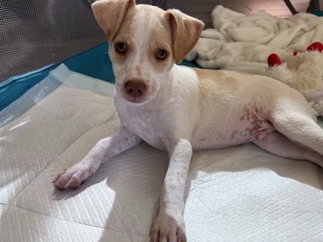 Chihuahua – Puppy needs a home! – Goodyear